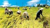 Gạo Việt Nam đang rẻ nhất thế giới