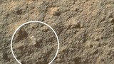 Tàu Curiosity chụp được cảnh hoa nở trên sao Hỏa?