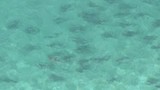 Clip: Hàng nghìn cá mập “quậy” vùng biển Florida
