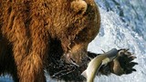 Ảnh cực ngộ nghĩnh về bầy gấu xám săn cá hồi trên thác nước