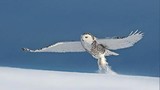 Cận cảnh loài chim “bác học” tuyệt đẹp