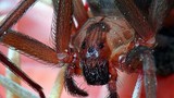 10 loài nhện độc đáng sợ nhất với con người