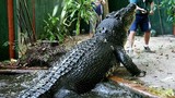 Cận cảnh cá sấu 110 tuổi “khủng” nhất thế giới