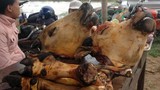 Hàng trăm con bò, bê bị xẻ thịt phục vụ thượng đế chợ Viềng