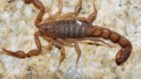 Phát hiện loài bọ cạp mới tại Mỹ