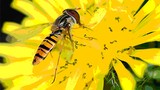 Kỳ dị loài ong biết sử dụng điện để tìm mật hoa