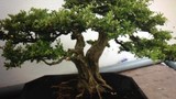 Bắt băng trộm cây cảnh bonsai đắt tiền