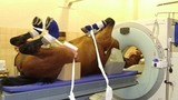 Dùng máy chụp cắt lớp động vật cho người béo phì?