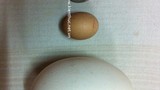 Chuyên gia lý giải về gà đẻ trứng “mini“