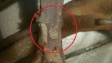 HN: Thực khách phát hiện giòi trong chân gà luộc đang ăn