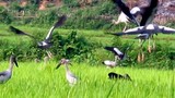 Lý giải chim lạ xuất hiện bất thường tại Việt Nam