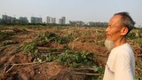 Văn Giang và viễn cảnh nông dân “góp cổ phần” đất