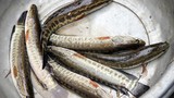 Ăn cá nhiều nhớt có thể bị nhiễm độc