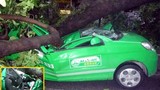 Ai chịu trách nhiệm vụ cây đổ đè chết lái xe taxi?