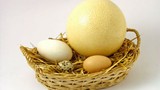 Trứng ngỗng có tốt hơn trứng gà?