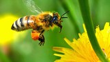 Mật ong rừng có tác dụng tốt nhất?