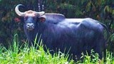 Bắt 17 nghi can giết bò tót ở VGQ Cát Tiên