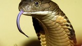4 bài thuốc dân gian sơ cứu rắn cắn