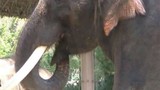 Kỳ lạ chú voi nói tiếng người