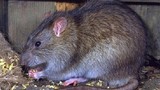 TPHCM: Phát hiện ca bệnh suy thận vì bị... chuột cắn