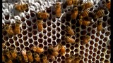 Kỳ diệu tổ ong tự động thu hoạch mật ong