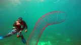 Tận mắt loài sâu biển khổng lồ nhất thế giới
