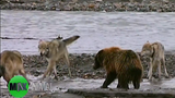 Cảnh gấu liều lĩnh giành thức ăn với bầy sói hiếm có