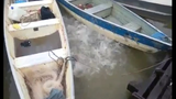 Kinh hãi cảnh cá Piranha rỉa thịt trên sông