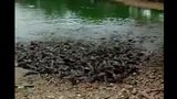 Xem đàn cá hàng trăm con lao lên cạn tìm thức ăn