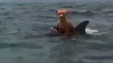 Cá heo cứu chú chó khỏi cá mập, cõng trở về thuyền