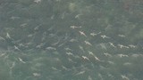 Hãi hùng hàng trăm con cá mập dàn trận bơi vào bờ