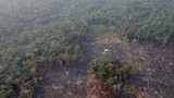Rừng Amazon bị bốc cháy thất thoát hơn 8 tỷ USD mỗi năm
