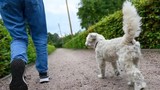 Kiếm gần 40.000 USD/năm nhờ dắt chó đi dạo