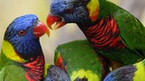 Vì sao chim nói được tiếng người?