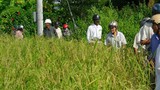 Giải mã thành công gen lúa cổ Việt Nam