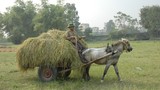 Sức kéo của ngựa  