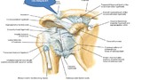 Nội soi khớp vai tái tạo dây chằng quạ - đòn 2 bó 