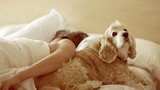 Nhiễm ký sinh trùng do ngủ chung với “thú cưng“