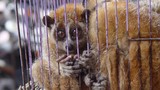 Giết mổ động vật hoang dã: Xử phiên phiến, ai sợ?