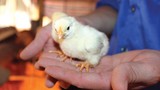 Giống gà quý hơn gà Đông Tảo ở Việt Nam