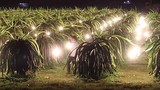 Đèn điểu khiển khiến cây "đẻ" trái vụ ở Việt Nam