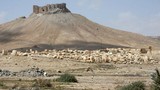 Những hình ảnh đầu tiên về thành cổ Palmyra sau giải phóng