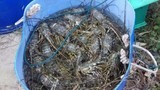 Tôm hùm, cá chết hàng loạt ở vùng biển Phú Yên