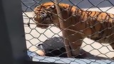 Rùng mình cảnh hổ vồ chết nhân viên sở thú ở Trung Quốc