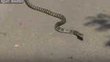 Video: Dân chen nhau xem bắt rắn hổ mang “khủng” trước cổng trường
