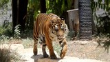 Hổ vồ chết nữ nhân viên trong sở thú gây sốc
