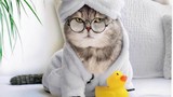 Chú mèo nổi tiếng mạng xã hội với phong cách thời trang sành điệu 