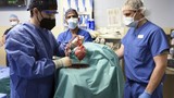 Mỹ thực hiện ca cấy ghép tim lợn cho người đầu tiên