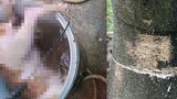 Kẻ xấu vứt xác chó xuống giếng nước, cưa hàng loạt gốc bưởi ở Hà Tĩnh