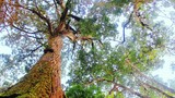Khám phá rừng pơmu độc nhất vô nhị ở Việt Nam